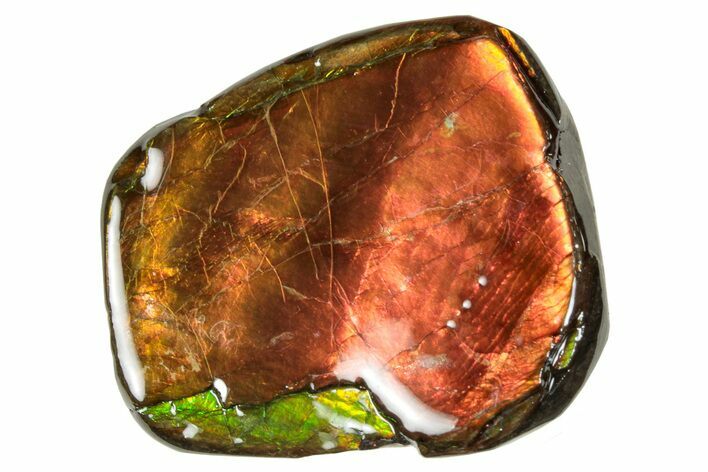 Iridescent Ammolite (Fossil Ammonite Shell) - Alberta #265114